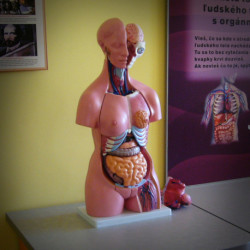 Maketa ľudského tela s orgánmi